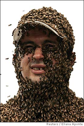 bees5.jpg
